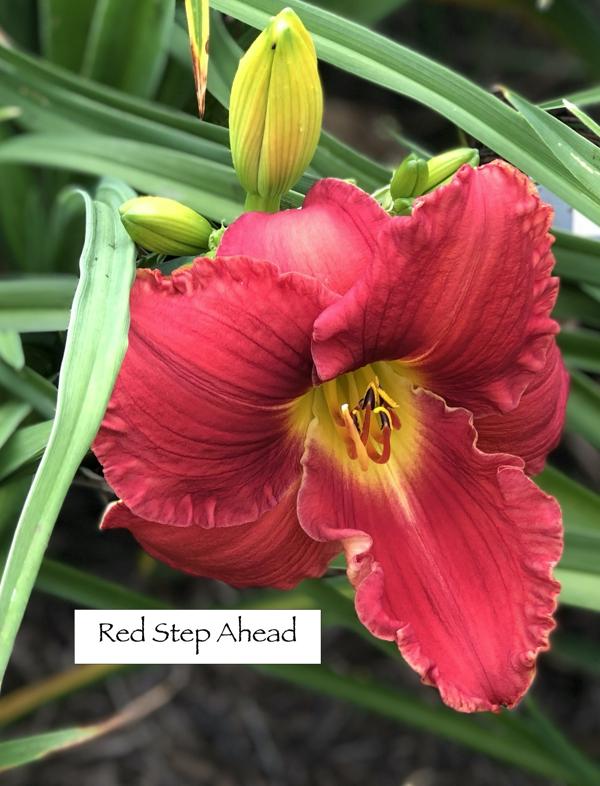 Red Step Ahead