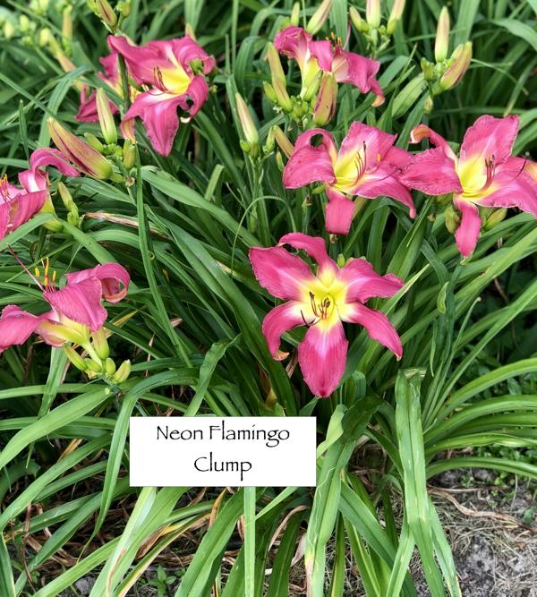 Neon Flamingo clump