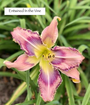 Entwined in the Vine