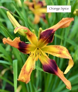 Orange Spice