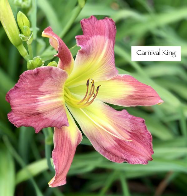 Carnival King