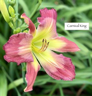 Carnival King