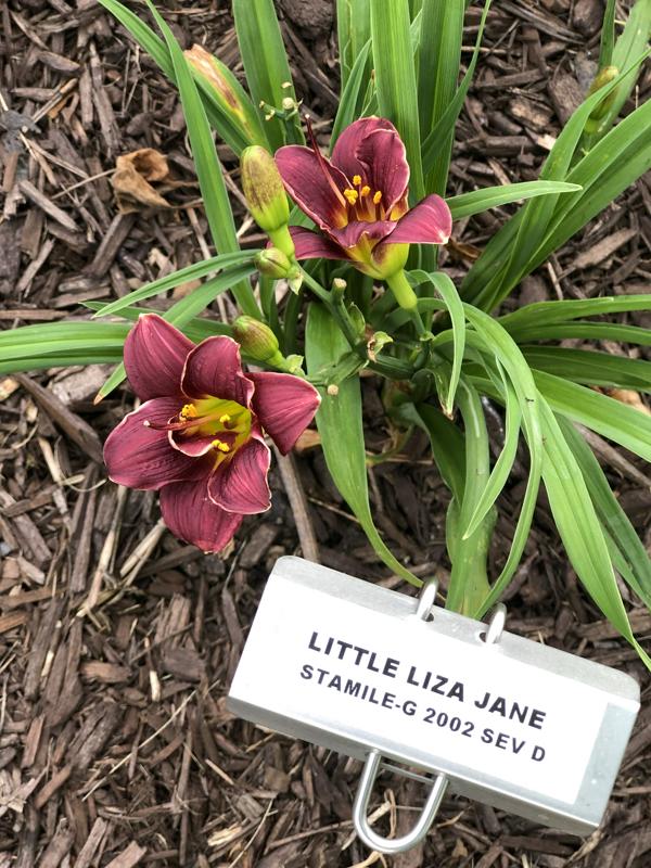 Little Liza Jane