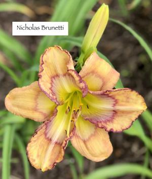Nicholas Brunetti