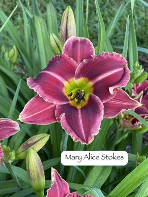 Mary Alice Stokes