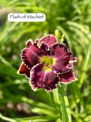 Flash of Mischief