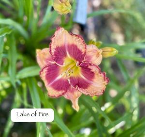 Lake of Fire