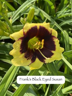 Frank's Black Eyed Susan