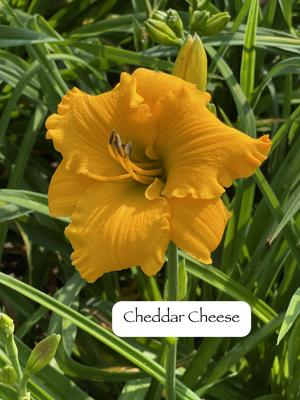Cheddar Cheese