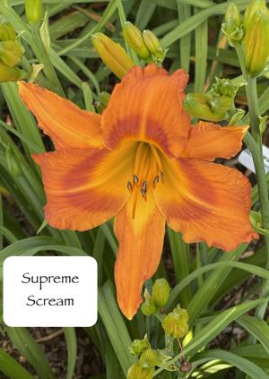 Supreme Scream