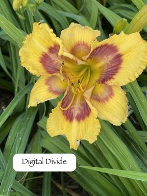 Digital Divide