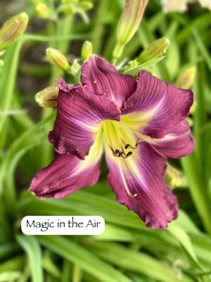 Magic in the Air