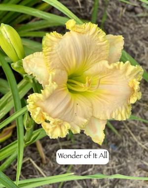 Wonder of It All