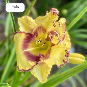 Eula