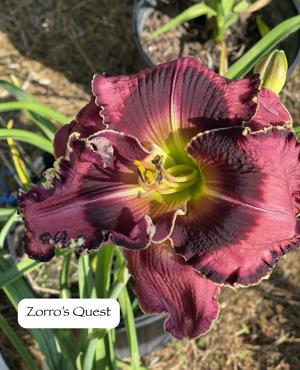 Zorro's Quest