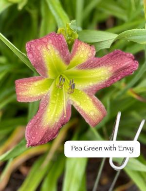 Pea Green With Envy