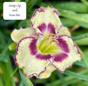 Jump up and Kiss Me