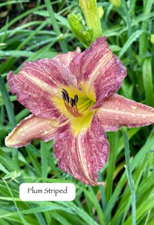 Plum Striped