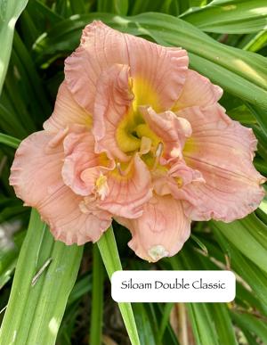 Siloam Double Classic