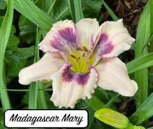 Madagascar Marty