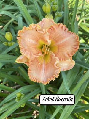 Ethel Buccola