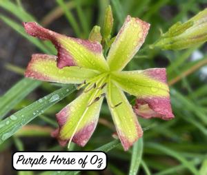 Purple Horse of Oz