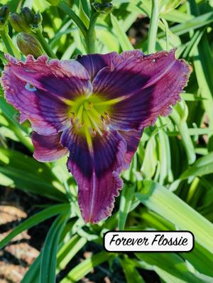 Forever Flossie