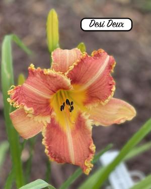 Desi Deux