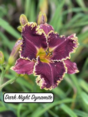Dark Night Dynamite