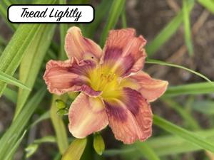 Tread Lightly