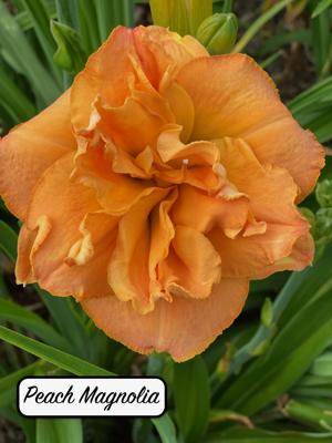 Peach Magnolia