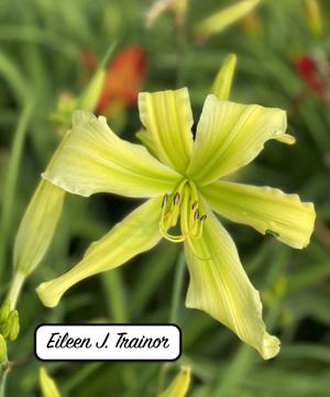 Eileen J. Trainor