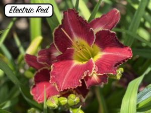 Electric Red