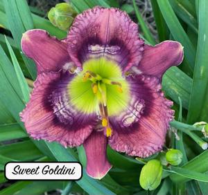 Sweet Goldoni