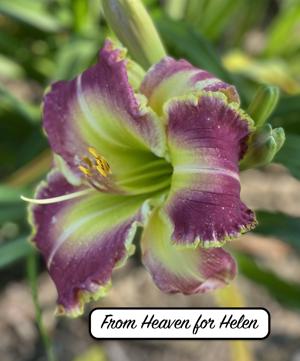 From Heaven for Helen