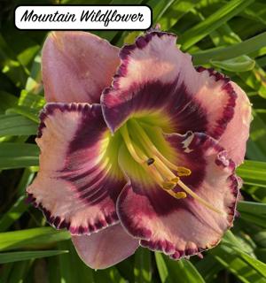Mountain Wildflower