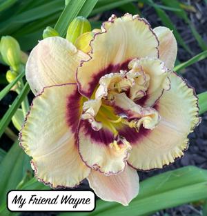 My Friend Wayne