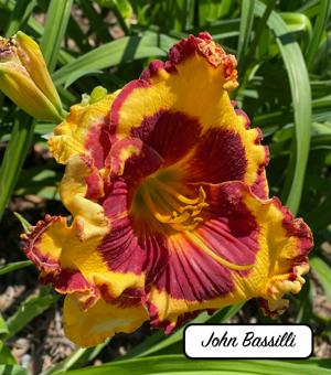 John Bassilli