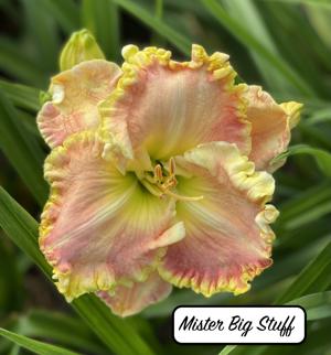 Mister Big Stuff