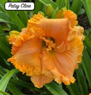 Patsy Cline
