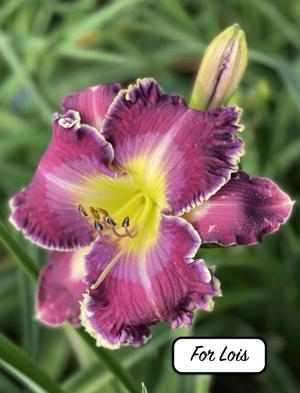 For Lois