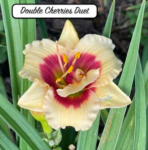 Double Cherries Duet