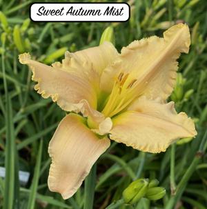 Sweet Autumn Mist
