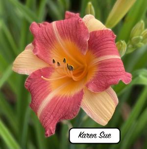Karen Sue
