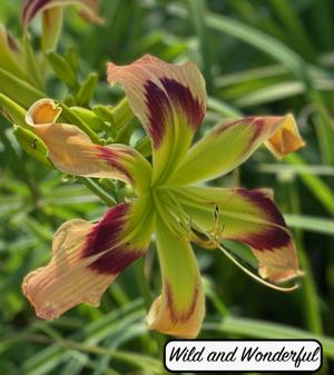 Wild and Wonderful