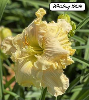 Whirling White