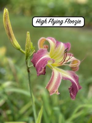 High Flying Floozie