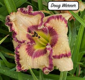 Doug Warner
