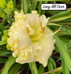 Lacy All Over