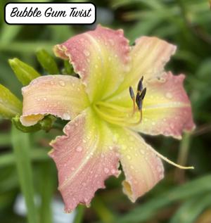 Bubble Gum Twist